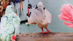 Микровелюр Xpoint (Икспоинт) 0027.01 Голуби