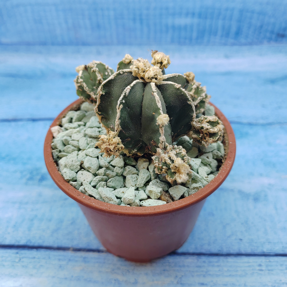 Astrophytum Myriostigma "Hakujo Fukuryu"  (Астрофитум)