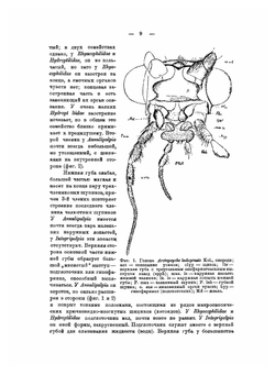 Определители по фауне СССР. Том 13. Ручейники Trichoptera Annulipalpia. Часть 1. | А. Мартынов