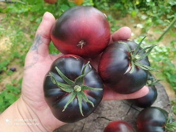 Чёрная красавица (Black beauty) сорт томата