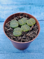 Lithops sp. (Литопсы)