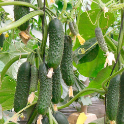 СЕВЕРИН F1 семена огурца (Enza Zaden | Alexagro)