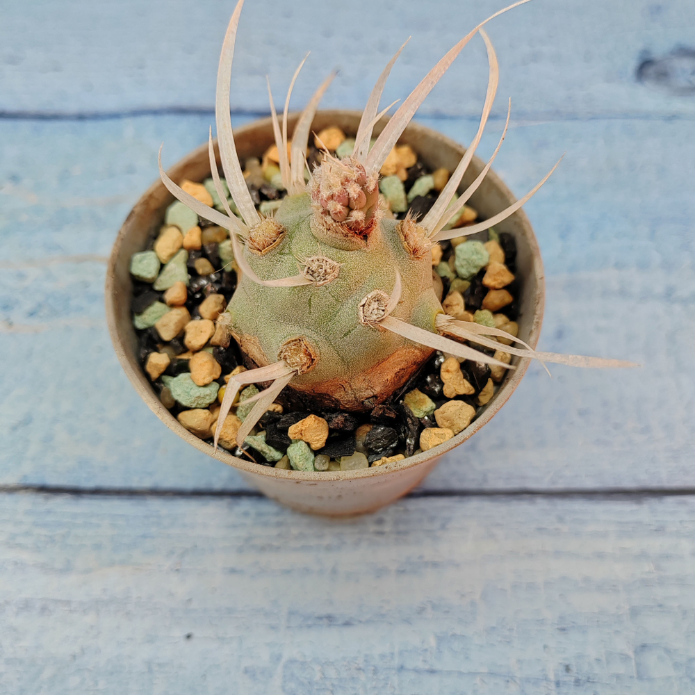 Tephrocactus Articulatus Papyracanthus (Тефрокактус)