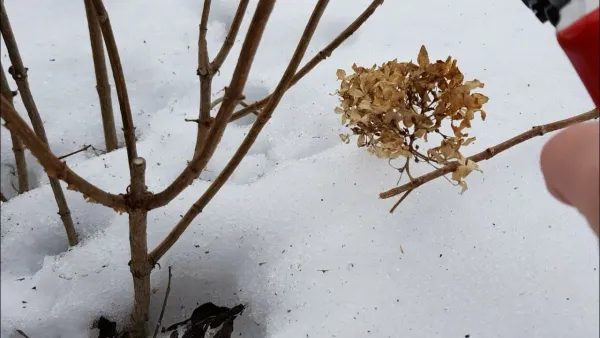 Как проверить, пережили ли зиму виноград, гортензии и другие «неженки»: пошаговый гид для Сибири Как проверить, пережили ли зиму виноград, гортензии и другие «неженки»: пошаговый гид для Сибири