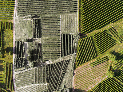 Дизайнерские обои Wall Street Bird see