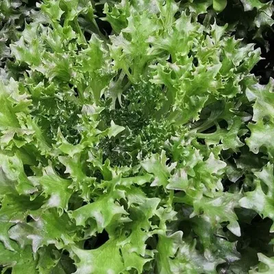 Фотография Фриссе БИО / 150 гр купить в магазине Афлора