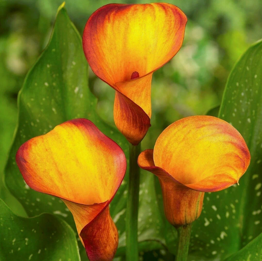 Калла Беатрикс клубень март 2026