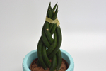 Сансевиерия Цилиндрика косичка / Sansevieria Cylindrica