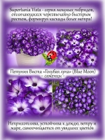 Петуния Виста "Голубая луна" супертуния Блу Моон