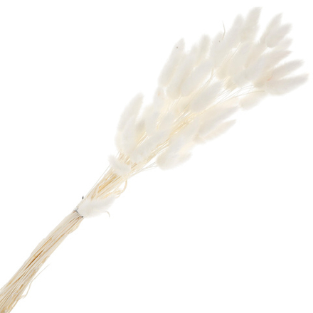 Сухоцветы ЛАГУРУС 65см 34гр БЕЛЫЙ