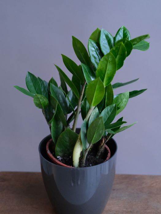 Замиокулкас (D-14)