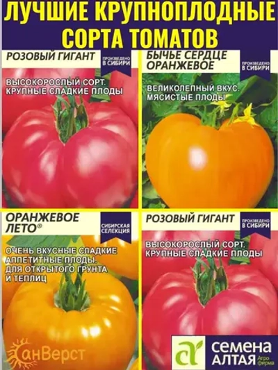 Семена томатов для теплиц. Крупноплодные помидоры