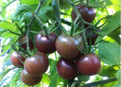 Томат Вайлет Бэби F1 5шт ВитаГрин ЭКСТРА