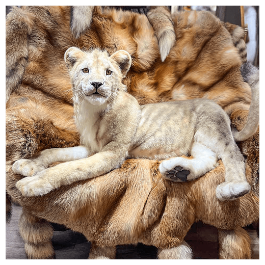 Реплика «Львенок»