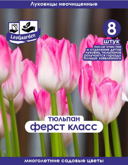 Тюльпан Ферст Класс 8 шт