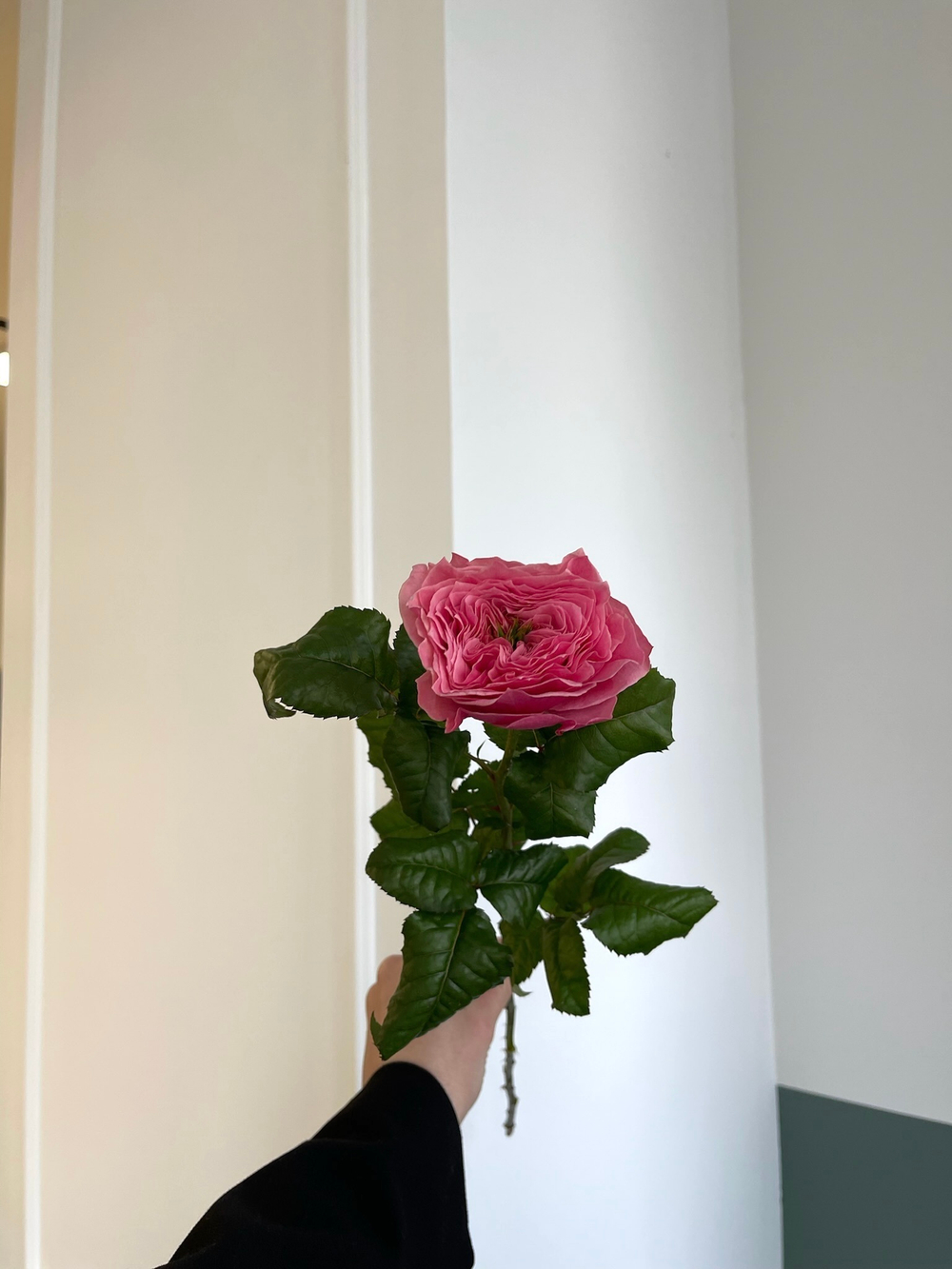 Роза пионовидная - Реджентс парк