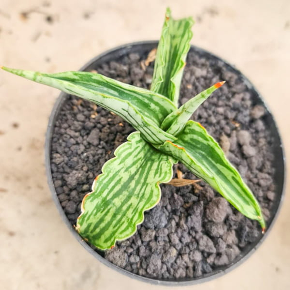 Сансевиерия WATERMELON s.S