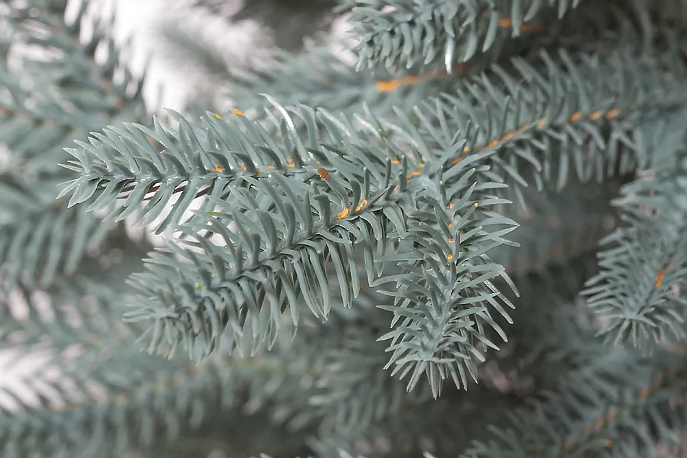 Ель искусственная Царь елка Адель голубая 60 см