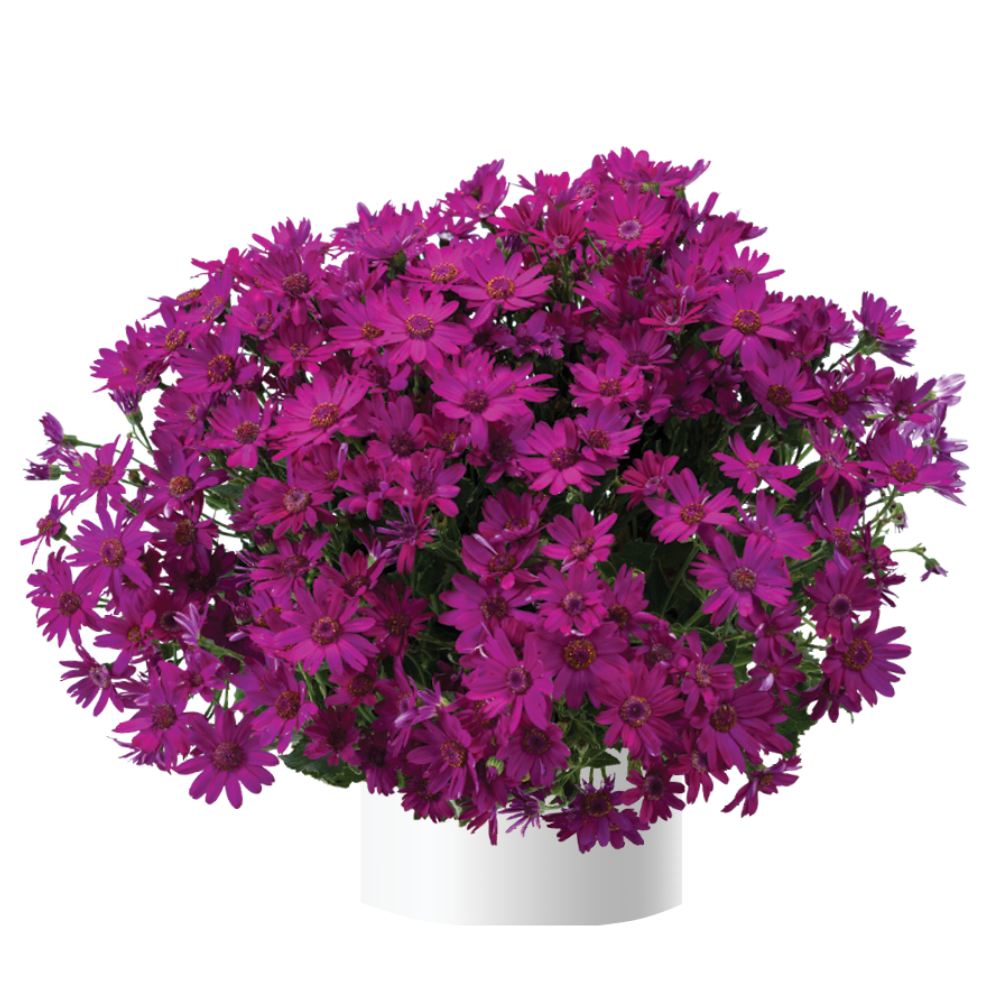 ЕВРО Перикаллис Примавера Фуксия укорененный черенок декабрь