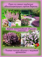Вереск Раднор зимостойкий
