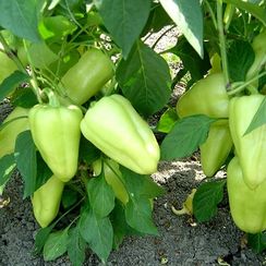 ЛОТТА F1 семена перца сладкого (Enza Zaden | Alexagro)