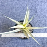 Сансевиерия SNOW WHITE VAR