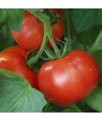 Шеди Леди F1 семена томата процессингового (Nunhems / Нюнемс)