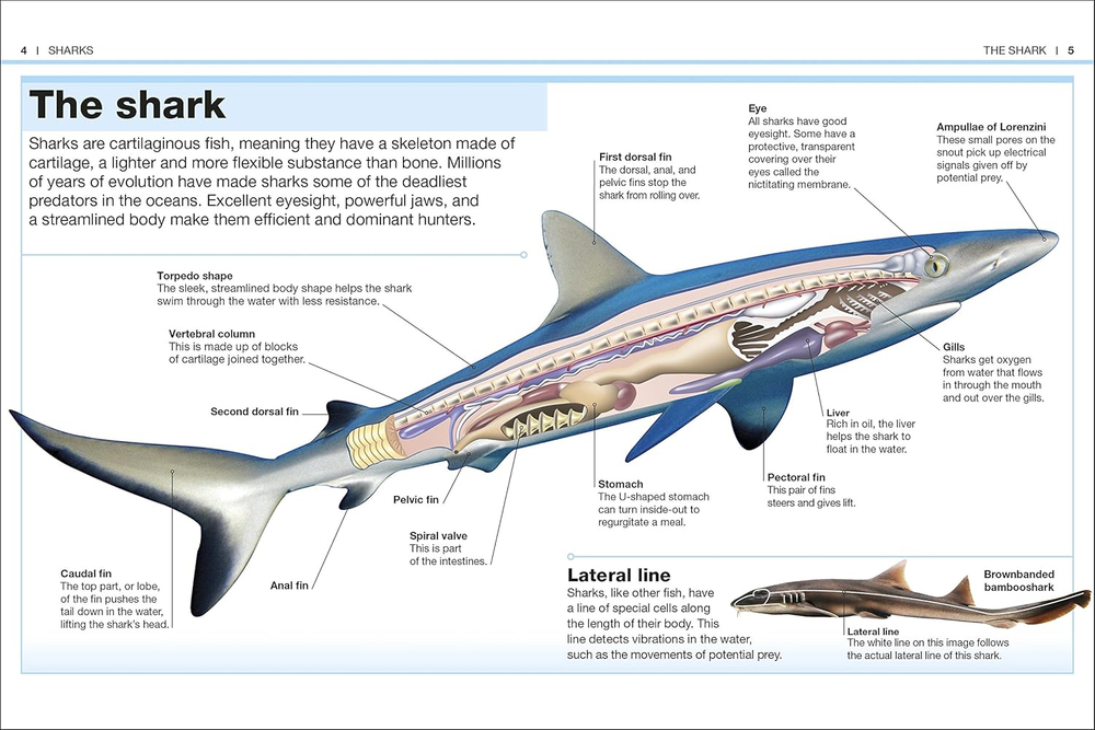 Sharks (Pocket Eyewitness)