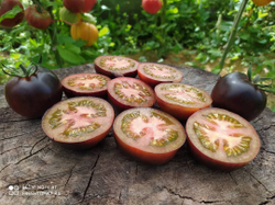 Шоколадный каштан (Chestnut Chocolate) сорт томата