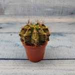 Gymnocalycium Friedrichii (Гимнокалициум)