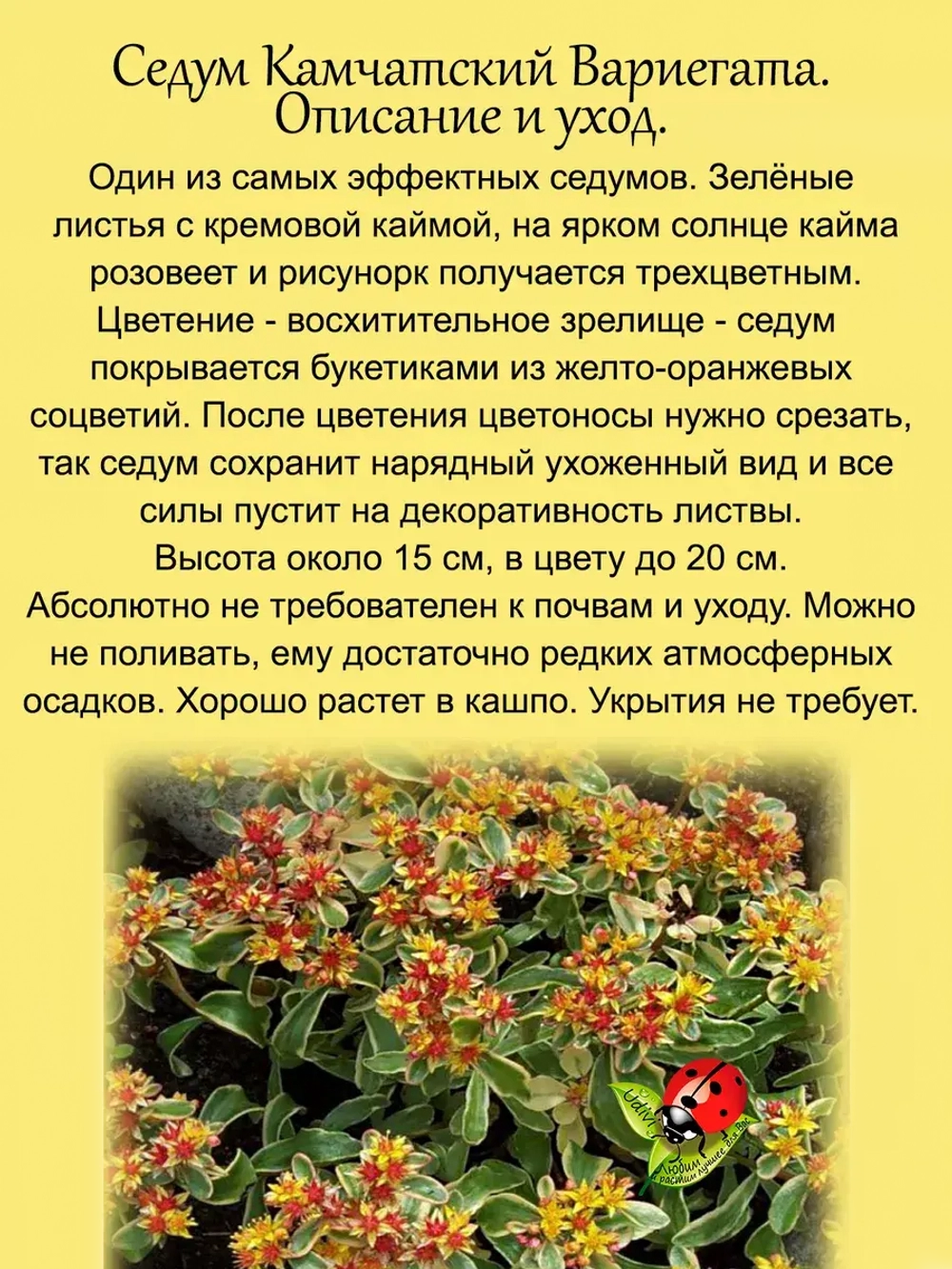 Седум Камчатский Вариегата очиток многолетний