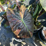 Колоказия ASSADUNG