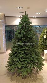 Искусственная ель «Монтерей» (Литая хвоя) 180 см / 1.8 м