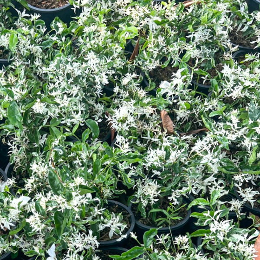 Райтия священная вар – Wrightia religiosa var