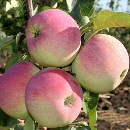 Яблоня зимняя Свежесть