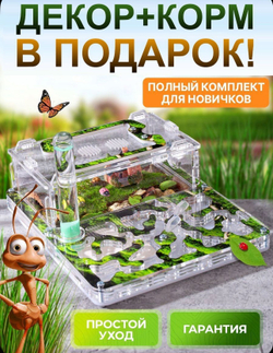 Муравьиная ферма с муравьями в подарок "Мох"