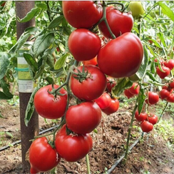 Доминет F1 семена томата полудетерминантного (Syngenta / Сингента)