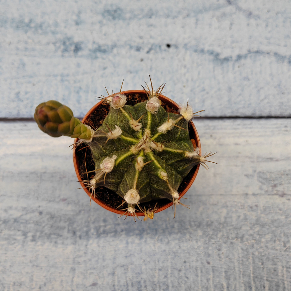 Gymnocalycium Friedrichii (Гимнокалициум)