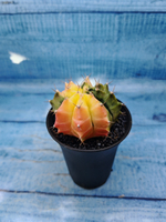 Gymnocalycium Variegata (Гимнокалициум Вариегатный)