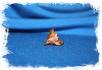 Коллекционная ракушка Chicoreus Strigatus, Мурекс стригатус
