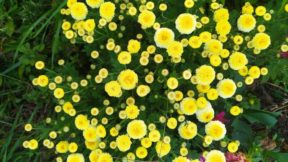 Хр 11 Хризантема мультифлора