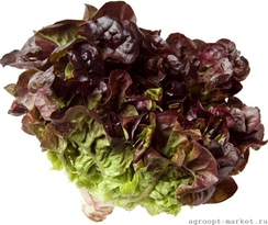 Эзра семена салата изи лиф (Enza Zaden / Энза Заден)