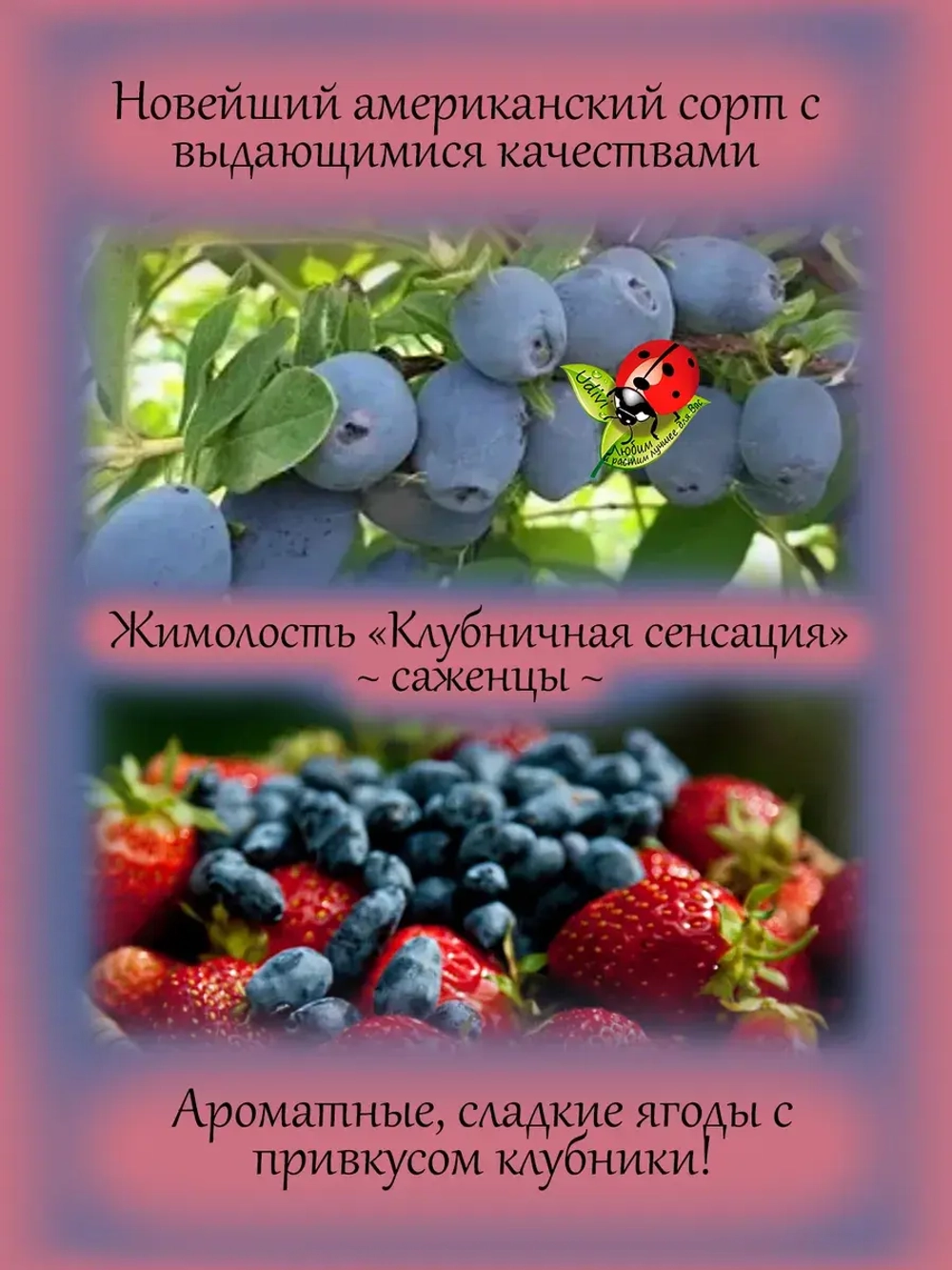 Жимолость Клубничная сенсация Стробери Сенсейшен
