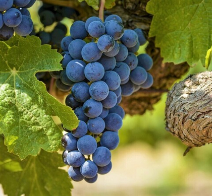 Виноград Мерло 1шт