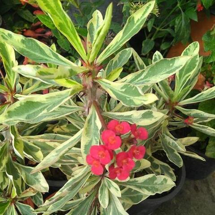 Эуфорбия Миля вариегатная VAR RED