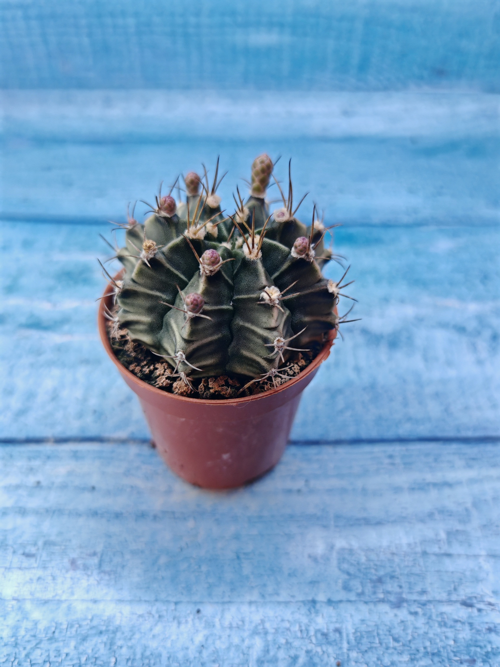 Gymnocalycium Friedrichii (Гимнокалициум)