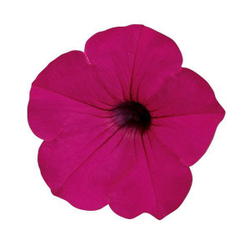 Петуния ампельная Тайдал Вэйв Парпл F1 (50др) Витагрин Профи