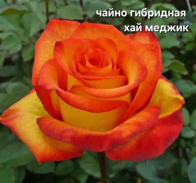 Саженцы роз чайно гибридная ХАЙ МЕДЖИК