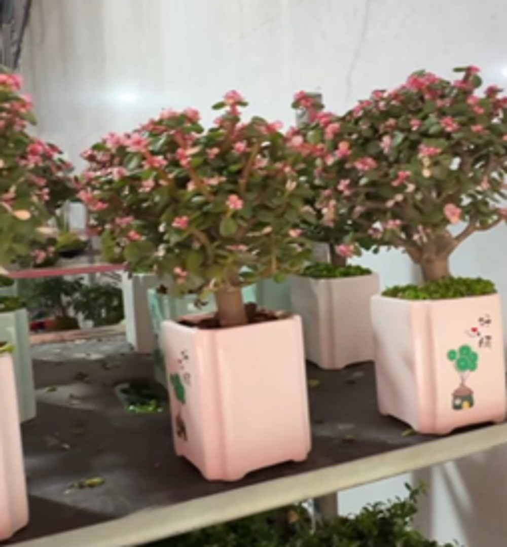 Суккулент штамб керамика д. 9