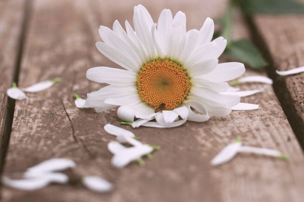 Пережить влюбленность Пережить влюбленность